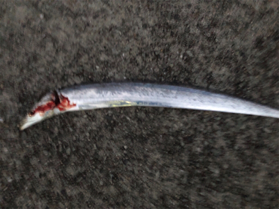 マズメチャレンジ