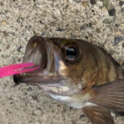 朝夕のダブルヘッダー(^.^)