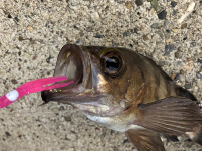 朝夕のダブルヘッダー(^.^)