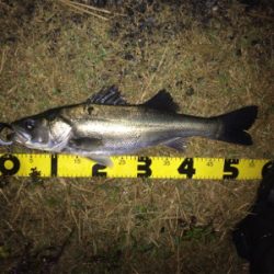 雨の中でシーバスフィッシング