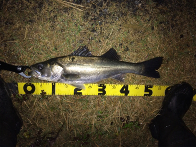 雨の中でシーバスフィッシング