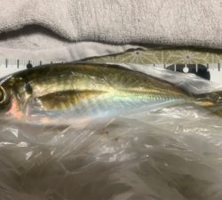 ガッんとアタリが欲しくて❗️