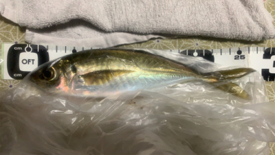 ガッんとアタリが欲しくて❗&…