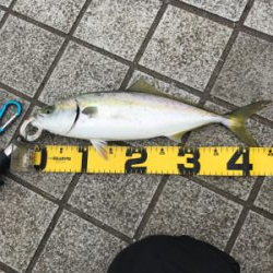 のませハマチング