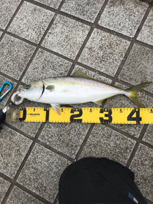 のませハマチング