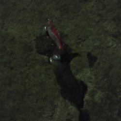 ヒイカエギング でまさかのアジ