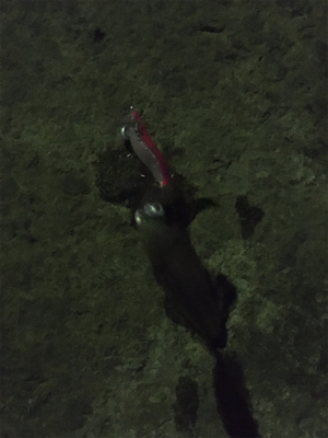 ヒイカエギング でまさかのアジ