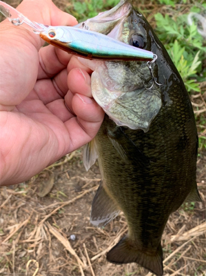 淀川バスフィッシング