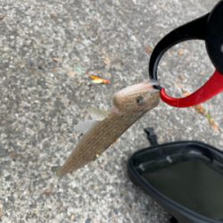 ショアジギング