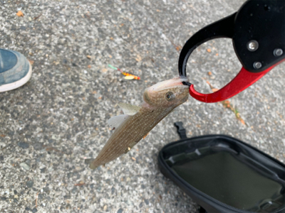 ショアジギング