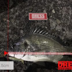 意外な活性！アリ