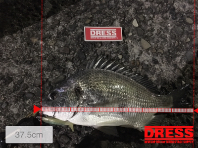 意外な活性！アリ