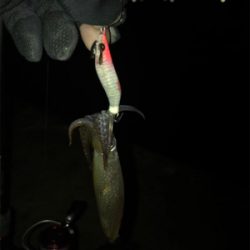 今日もヒイカ釣り(^.^)