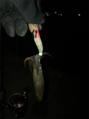 今日もヒイカ釣り(^.^)