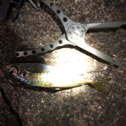 ナイトアジング