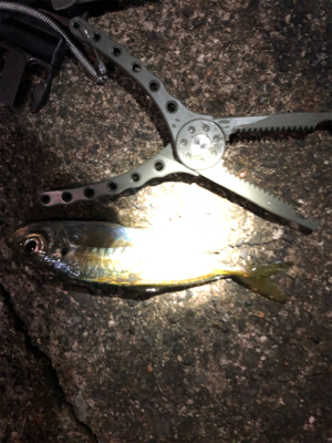 ナイトアジング