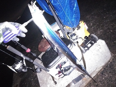 初めての沖堤防で太刀魚青物を求めて