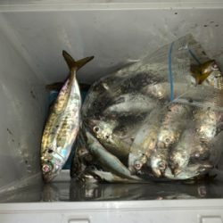 爆釣 湾奥アジング