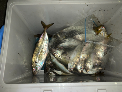 爆釣 湾奥アジング