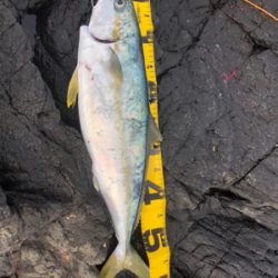 ヒラマサを求めて遠征