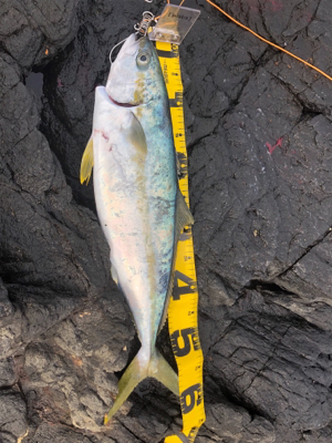 ヒラマサを求めて遠征