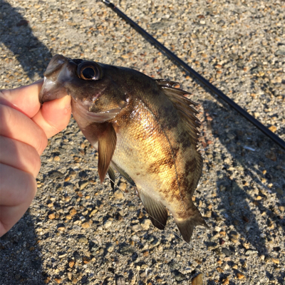 朝マズメのメバリング