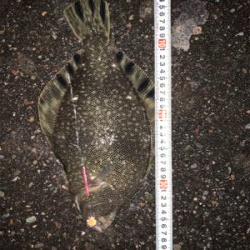 門別漁港にてマツカワ