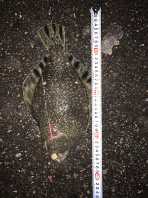 門別漁港にてマツカワ