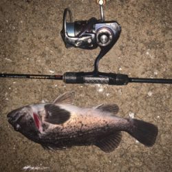 釣り人はしんどいけどお魚は元気！