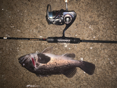 釣り人はしんどいけどお魚は元気！