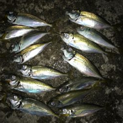 サビキだけ好調^ ^