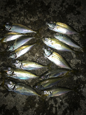 サビキだけ好調^ ^