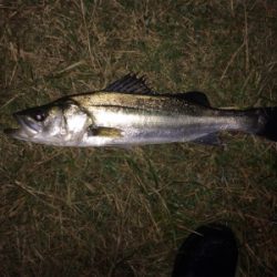 連日の好調なシーバス