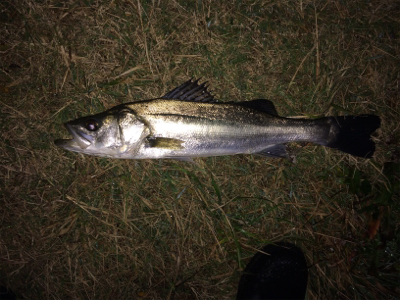 連日の好調なシーバス