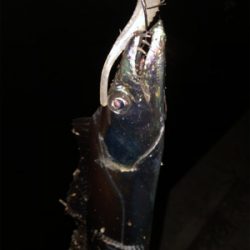 湾奥良く釣れてますよ