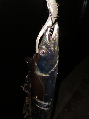 湾奥良く釣れてますよ