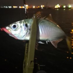 アジング練習 69