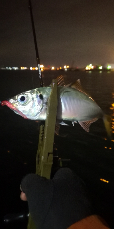 アジング練習 69