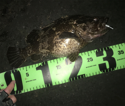 ドデカタケノコ！とヒイカゲーム☆GUNNI…