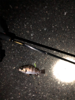 メバル釣れた