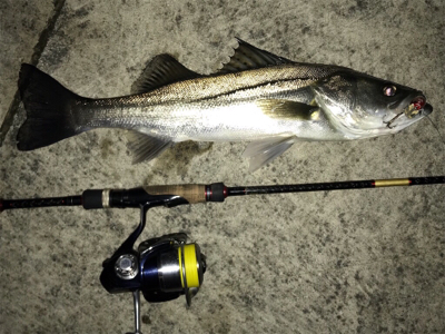 いつものどぶ川シーバス！