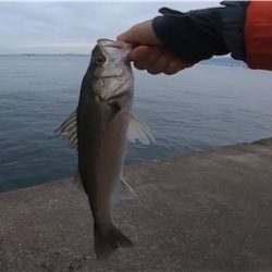 タチウオワインドinアマぴー