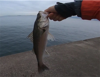 タチウオワインドinアマぴー