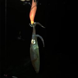 小雨の降る中久しぶりのヒイカ　プチ地合い(^o^)／