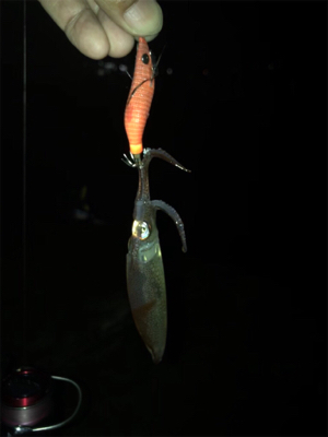 小雨の降る中久しぶりのヒイカ　プチ地合い(^o^)／