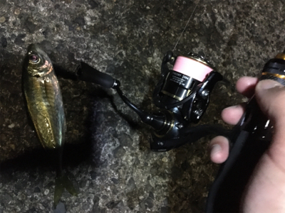 ナイトアジング