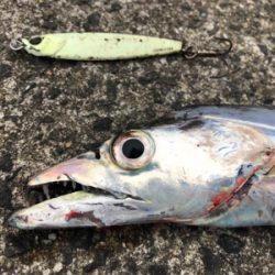 ジグタチ三昧(^^)