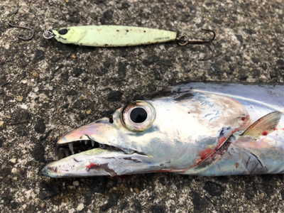 ジグタチ三昧(^^)