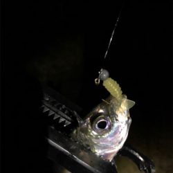 アジング、メバリング