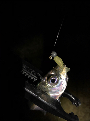 アジング、メバリング